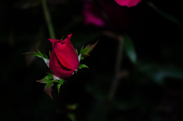 Single red rose unopened