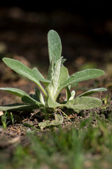 Woolly Stachys (Stachys byzantine)