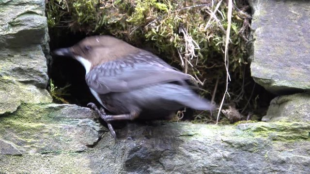 Wasseramsel, White-throated Dipper (Cinclus cinclus)