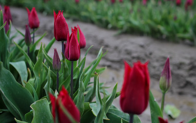 Naklejka premium Tulips