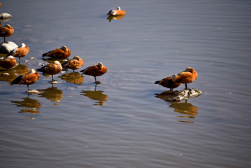 Close up of migratory birds sleeping on pebbles on a river lake water body in India - obrazy, fototapety, plakaty
