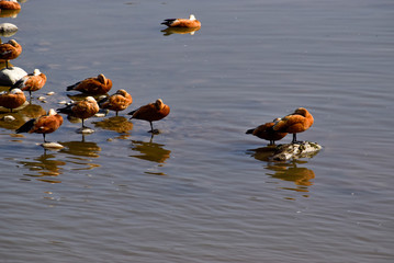Close up of migratory birds sleeping on pebbles on a river lake water body in India - obrazy, fototapety, plakaty