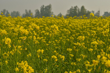 Closeup of glowing organic mustard plants fields in a field farm in Indian north indian villages. Yellow mustard plants look beautiful against the setting sun and make for an interesting background