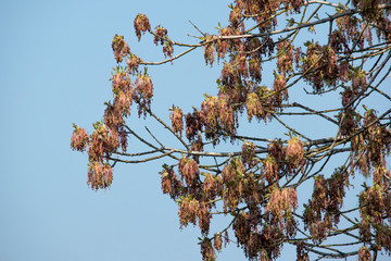 Maple Leaf (Acer negundo)