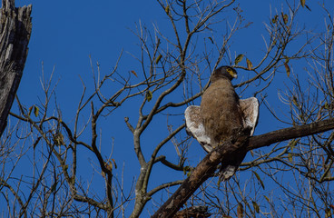 Serpent eagle perched on a tree at Jim Corbett Tiger Reserve National Park, Uttarakhand, India