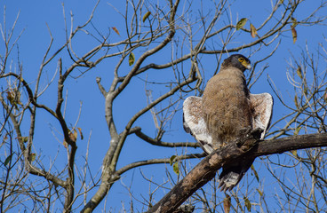 Serpent eagle perched on a tree at Jim Corbett Tiger Reserve National Park, Uttarakhand, India