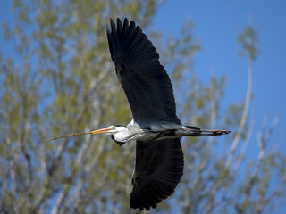 Grey Heron (Ardea cinerea)