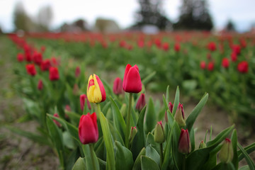 Tulips