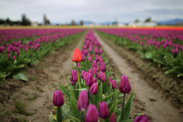 Tulips