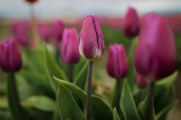 Tulips