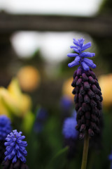 Grape Hyacinth