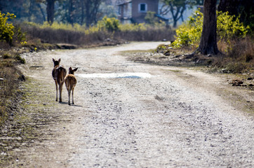 Mother and child spotted fallow deer walking on a paved road in Jim Corbett tiger reserve national park in Uttrakhand, India