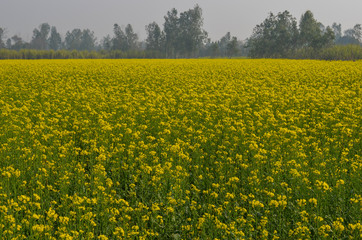 View of glowing organic mustard plants fields in a field farm in north Indian villages. Yellow...