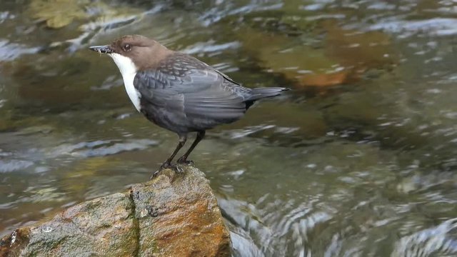 Wasseramsel, White-throated Dipper (Cinclus cinclus)