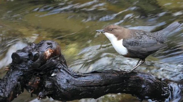 Wasseramsel, White-throated Dipper (Cinclus cinclus)