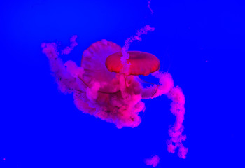 Colours of Jellyfish 3
