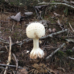 Mushroom