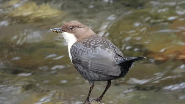Wasseramsel, White-throated Dipper (Cinclus cinclus)