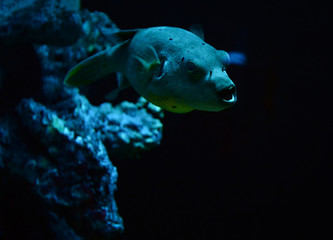 Blackspotted puffer fish swimming marine life in the ocean / Dog-faced puffer