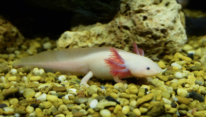 Axolotl swimming underwater marine life fish tank aquarium / white Axolotl Mexican salamande