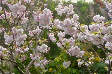 Cherry Blossoms in Buenos Aires