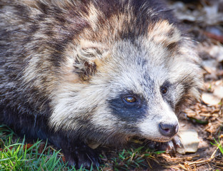 Japanese raccoon dog sitting in the grass / tanuki animal - Nyctereutes procyonoides