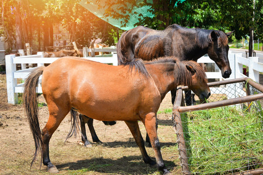 Farm horses grazing grass in stable