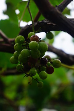  Photograph of large amount of grapes a villendo in southern Costa Rica
