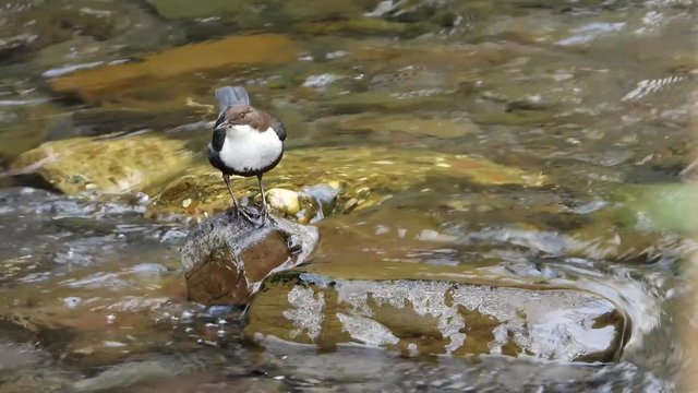 Wasseramsel, White-throated Dipper (Cinclus cinclus)
