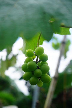  Photograph of large amount of grapes a villendo in southern Costa Rica