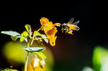 Honey bee flying near jewelweed wildflower  wilh full pollen sacs on black background