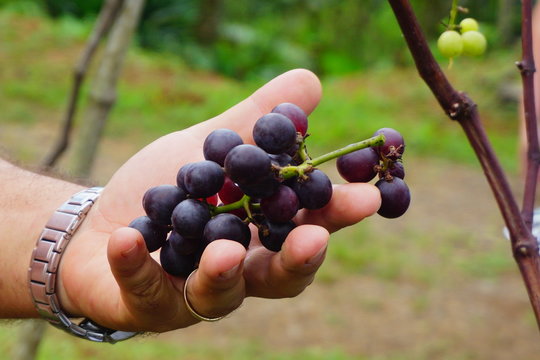  Photograph of large amount of grapes a villendo in southern Costa Rica