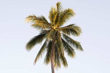 Fototapeta na wymiar coconut tree on background