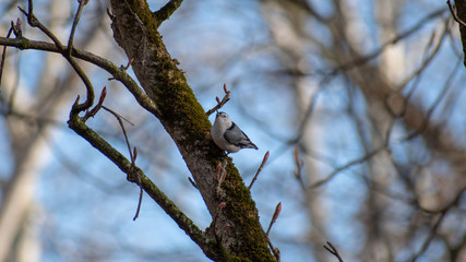 Songbird on a tree branch