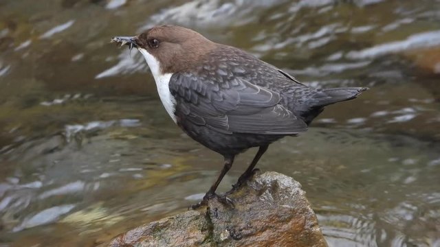 Wasseramsel, White-throated Dipper (Cinclus cinclus)