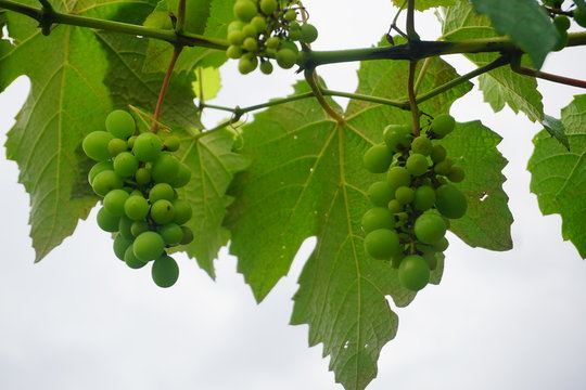  Photograph of large amount of grapes a villendo in southern Costa Rica