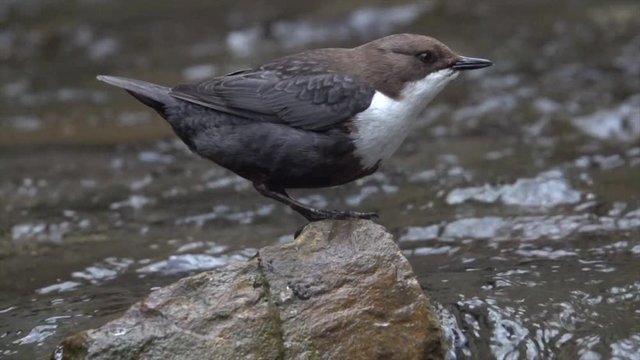 Wasseramsel, White-throated Dipper (Cinclus cinclus)