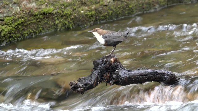 Wasseramsel, White-throated Dipper (Cinclus cinclus)