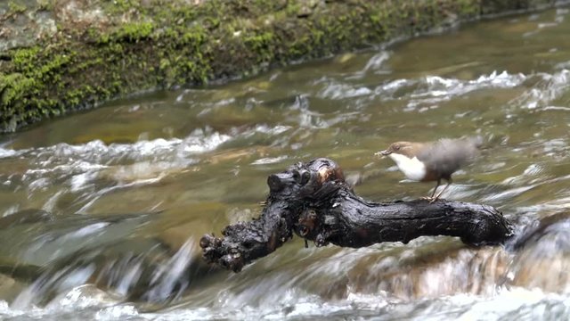 Wasseramsel, White-throated Dipper (Cinclus cinclus)