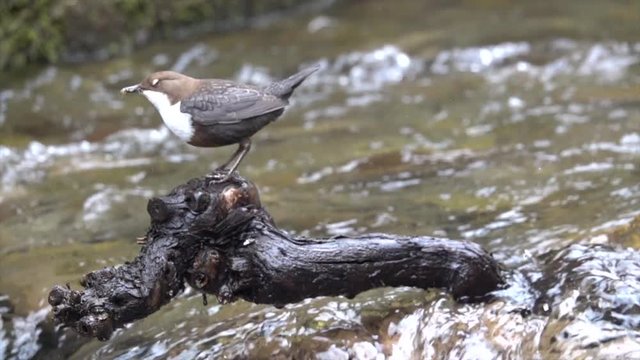 Wasseramsel, White-throated Dipper (Cinclus cinclus)