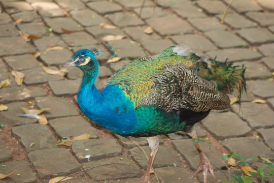 animais, lago, passaros, macacos , aranhas