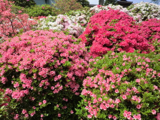 色とりどりに咲いたツツジ(東京都)