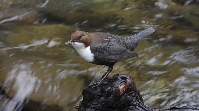 Wasseramsel, White-throated Dipper (Cinclus cinclus)
