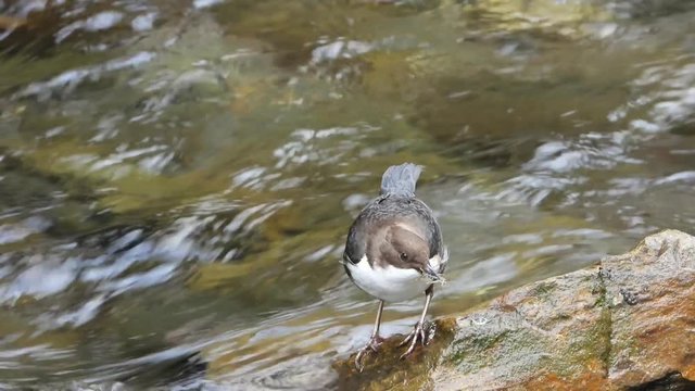 Wasseramsel, White-throated Dipper (Cinclus cinclus)