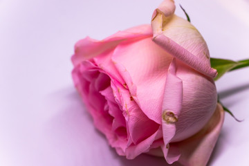 Closeup Photo of the pink rose on white background. The photo of beautiful flower.