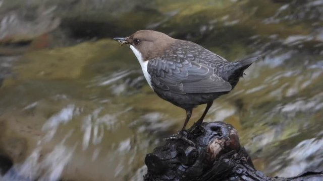 Wasseramsel, White-throated Dipper (Cinclus cinclus)