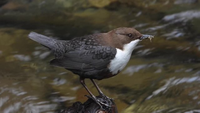 Wasseramsel, White-throated Dipper (Cinclus cinclus)