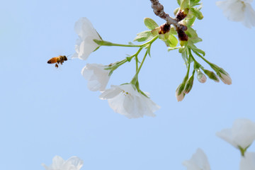 桜とミツバチ