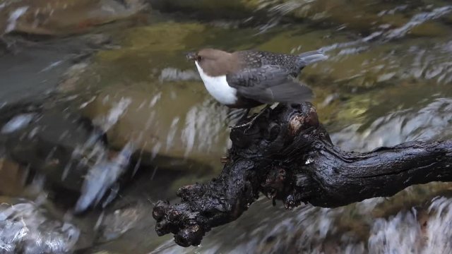 Wasseramsel, White-throated Dipper (Cinclus cinclus)