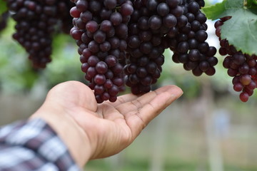 The fresh grapes on the farm are trees and fruit leaves from the vineyard near my house.